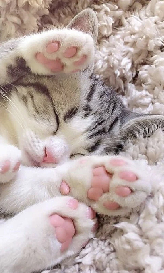 Image de chat mignon avec des coussinets tournée vers le formulaire de contact